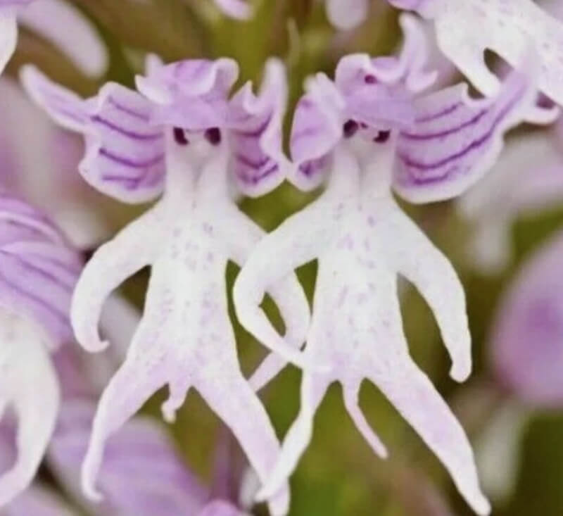 nackter-mann-orchidee.jpg